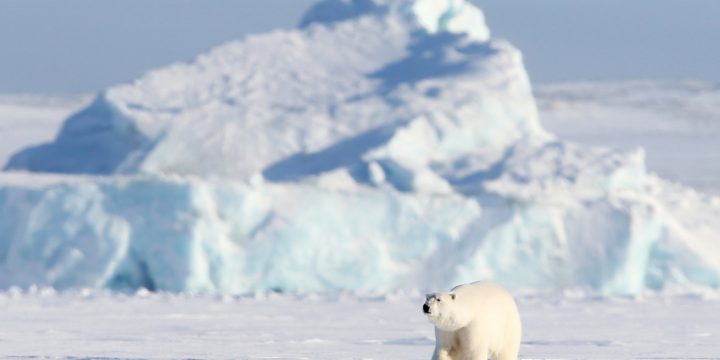 Polar Ecosystems: Dynamics, Challenges, and Global Importance