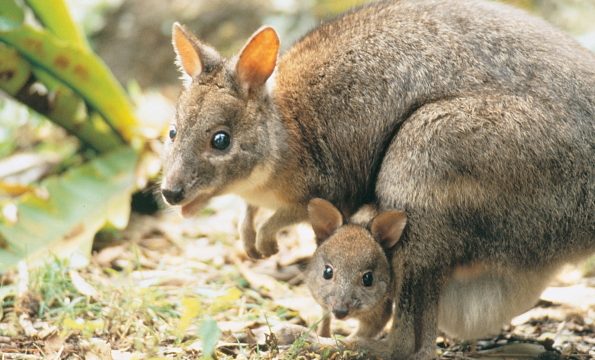 Marsupials: Evolution, Diversity, and Modern Distribution
