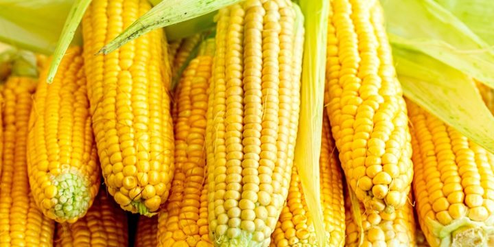 The Major Corn-Consuming Countries in the World