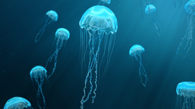Jellyfish: Mysteries of Ancient Creatures and New Ocean Discoveries